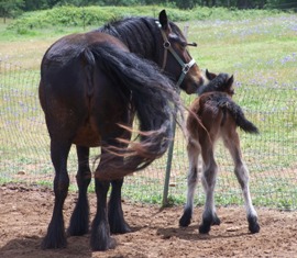 Yelena and filly